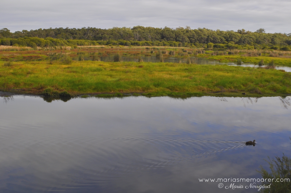 Yanchep wetlands, birdlife - Western Australia