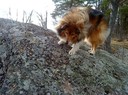 För att få tag på godisbiten kommer Ronja snart på att man kan klättra upp på stenen från andra hållet