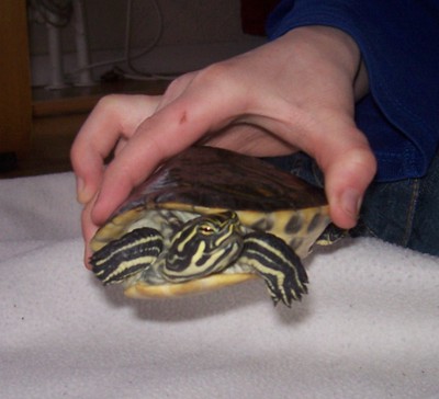Sköldpadda som bor i ett akvarium i David rum.
