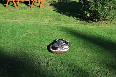En hund som mår gott i solen :)