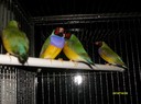 my 4 birds :)