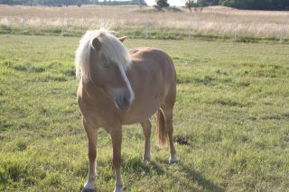 hej det här är en häst som är bponny han heter vandal och kallas för (vandis) xD bra va han är min favo häst på ridskolan alltså :) och nu kmr en bild på han HeHe.