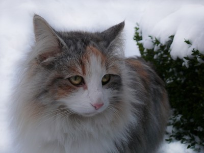 katt i snö