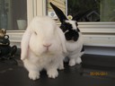 Nu har jag varit ute och tagit foton på mina underbara kaniner.