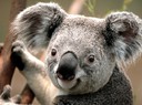 Tycker koalan är såå söt! Som en liten nallebjörn. Har lånat bilden från exempelfiler på datorn...grymt söt!! :-)