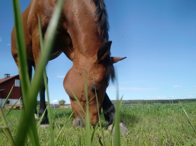 Här är då en bild på min underbara älskade häst. <ni kommer få se gaanska mycket av henne framöver <3