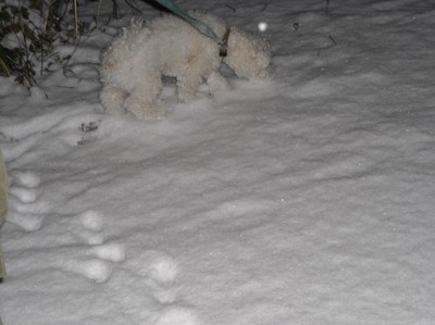 Hunden smälter bra in med snön.