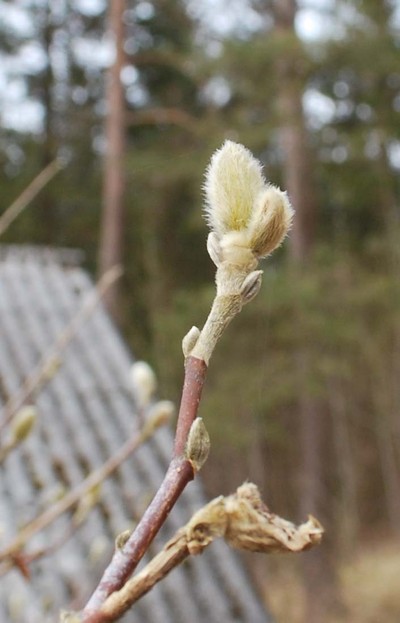 Magnolia 2009