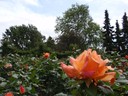 Rosenträdgården