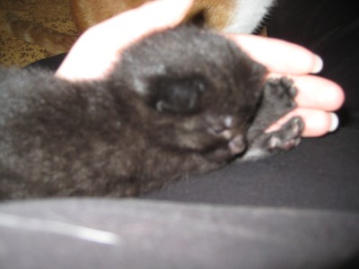 Titta så sött han/hon (kommer inte ihåg vilken av dom det var) sover i min hand :)