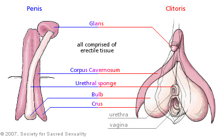 Lång Klitoris