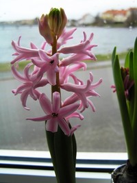 Rosa hyacint
