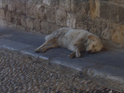 Hemlös vovve sover  mitt i stan :´(