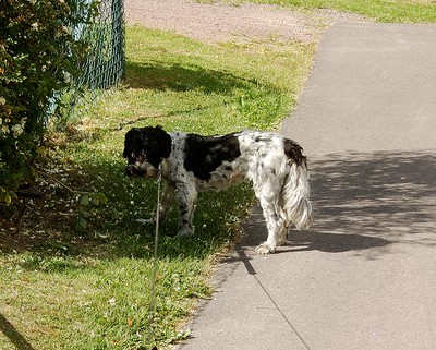 Hunden Tessa under promenad i Skoghall. Eget foto 201006