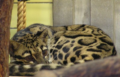 http://parkenzoo.se/PageFiles/840/tr%c3%a4dleopard%202%20hemsida%20stor.jpg