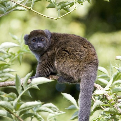 http://www.durrell.org/library/animals/Alaotran-Gentle-Lemur1.jpg
