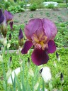 Blålila iris