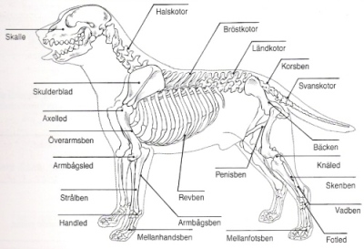 Hundens anatomi