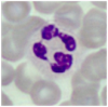 neutrofil granulocytt