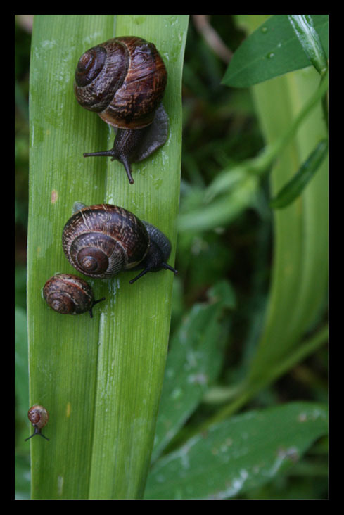 snails.