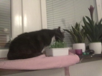 Katten äter kattgräs