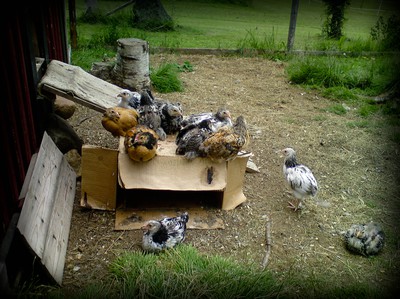 Marcus & ingas 16 kycklingar.