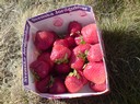 våra goda jordgubbar som genast blev äckliga i värmen ....