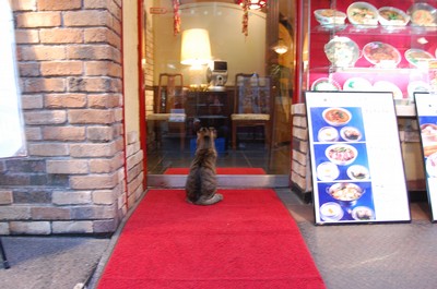 Katten star vid en butik och tittar in. Alla stanna till och titta pa katten. Han satt dar en bra stund