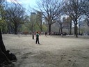 Cricket i central park
