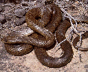Brown snake (lånad bild från länken)
