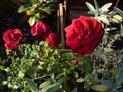 En glad ros i kylan i vår trädgård.