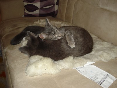 Mina älskade och söta katter sover ihop!