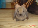 Här är min underbaraste kanin ROSA! älskar dig:)