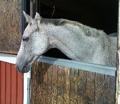 Världens vackraste häst....