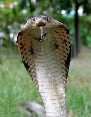kobra orm