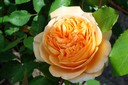 Jane Austen ros i orange - ovanlig sort.
