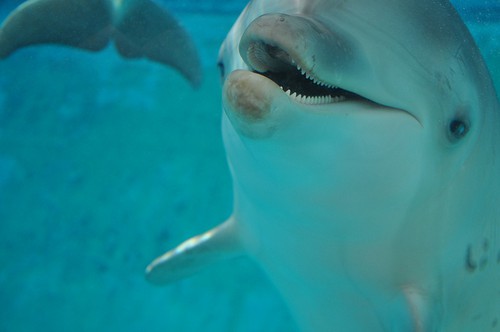 kolmårdens delfiner 