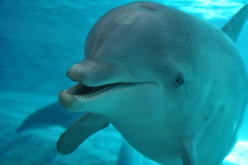 kolmården 2011 delfin