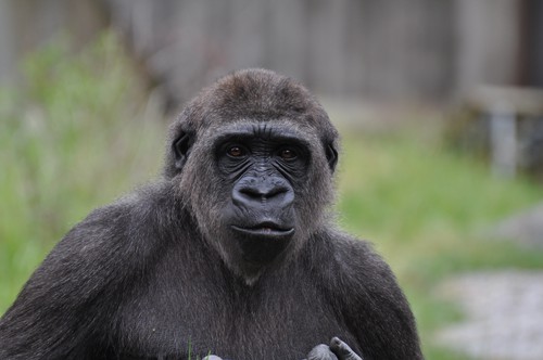 kolmården 2011 gorilla