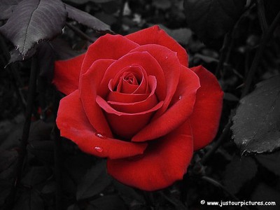 Du är vackrare än en ros