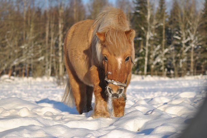 Glömde visa en bild på superduperfina ponny, den heter pontiac :) men hennes ponniesar är också superduperfina  :D