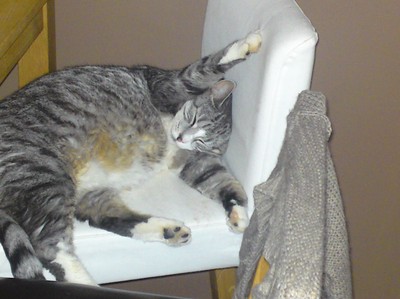 Hittade honom sovandes så här på kös stolen, våran knubbis!