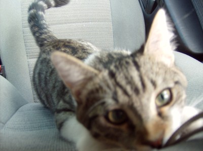 Våran katt Dimmu :) och ja! han är döpt efter hårdrocks bandet Dimmu borgir ;)  men de kanske inte är så många som känner till dom?