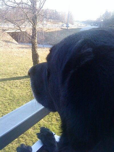 Ett stycke nybadad hund på balkongen :)