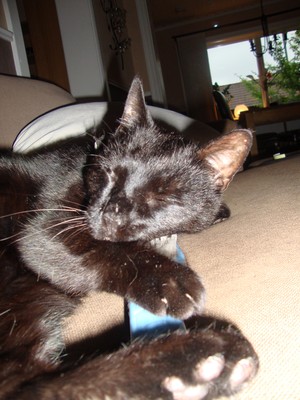 Sotis älskar sin mjuka ljusblåa borste..han kan ligga i timmar och bli ompysslad.