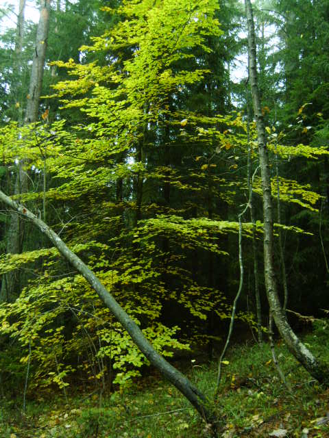 skogsfoto