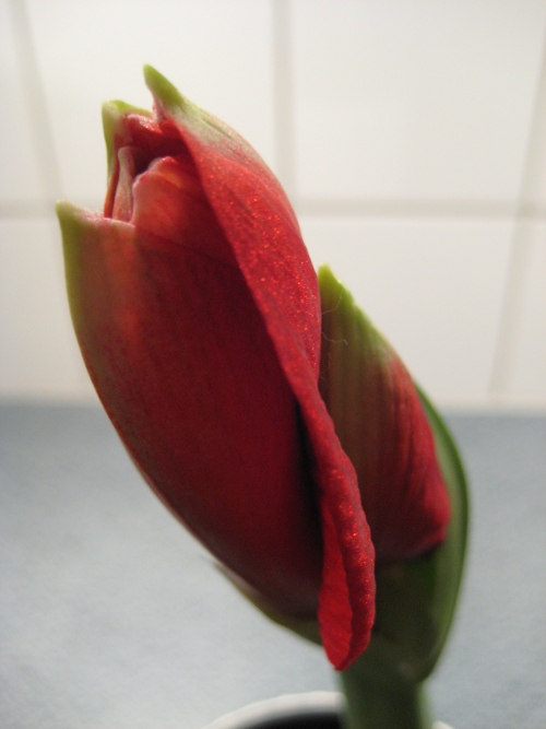 Röd amaryllis