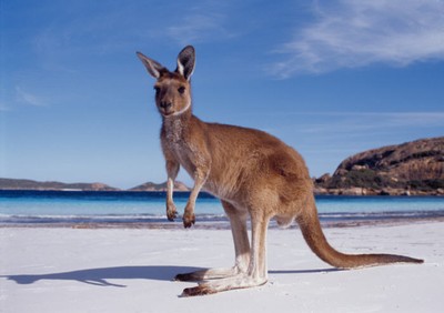 Känguru på stranden