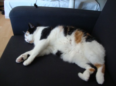 Idag har man busat med katten, den tjocka fluffiga bollen som hårar ner min fina soffa... T.T