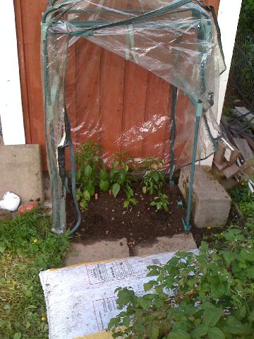 Har planterat chili i växthuset.